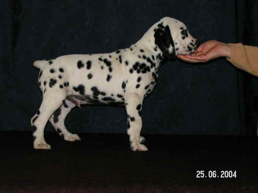 8.woch22.jpg (13697 Byte)