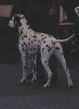 BSZ_Dortm_Duke2.jpg (21692 Byte)