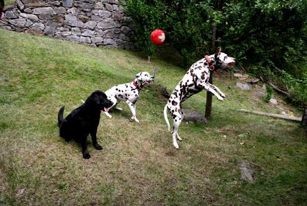 Chrissie_faengt_den_Ball.jpg (45540 Byte)