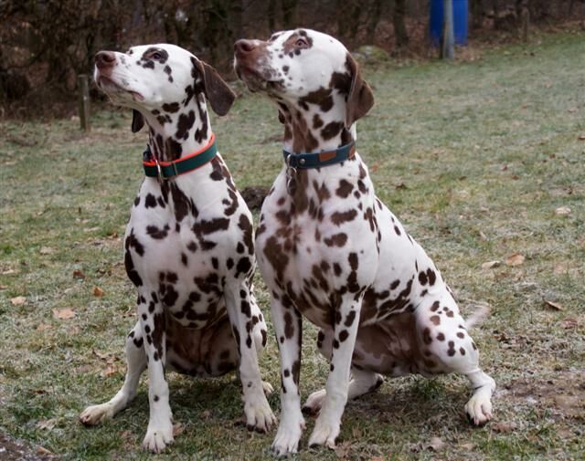 Chrissie und Cara aufmerksam.jpg (74509 Byte)