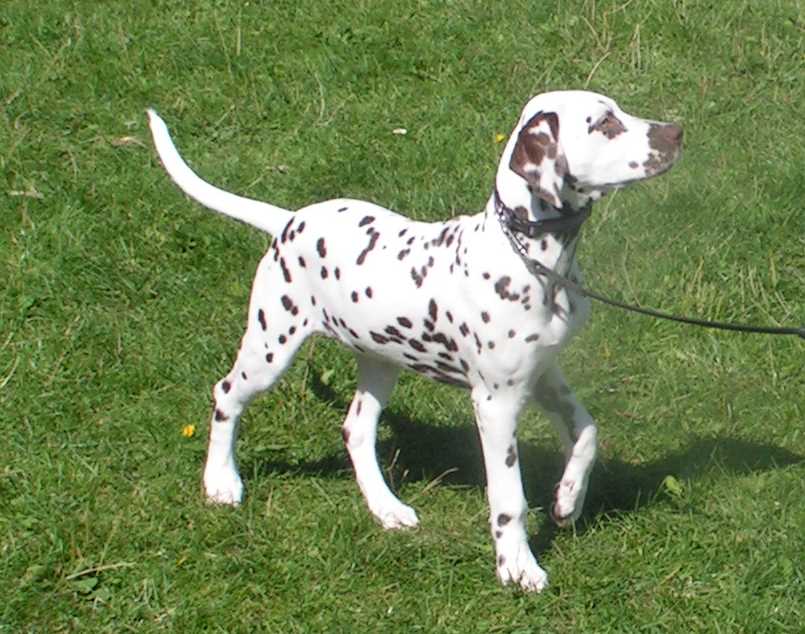 Damita_puppychampion.jpg (70368 Byte)
