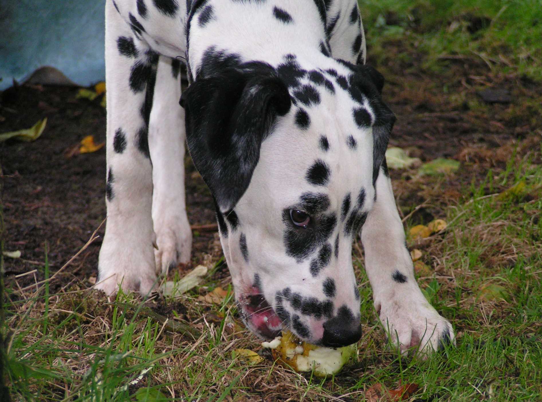 Delilah1.jpg (235234 Byte)