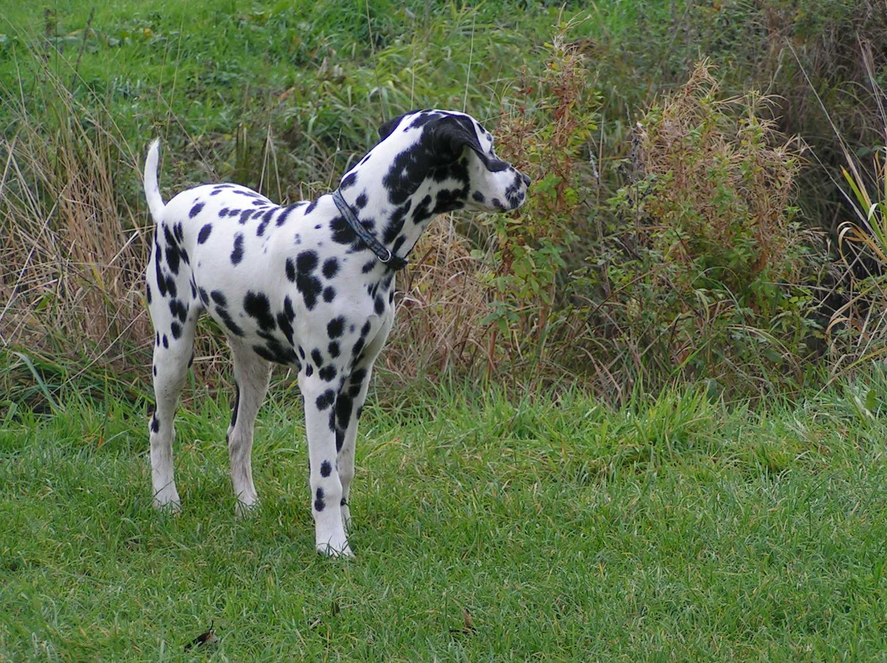 Delilah4.jpg (312678 Byte)