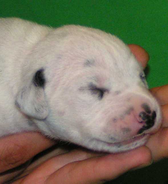 Delilah