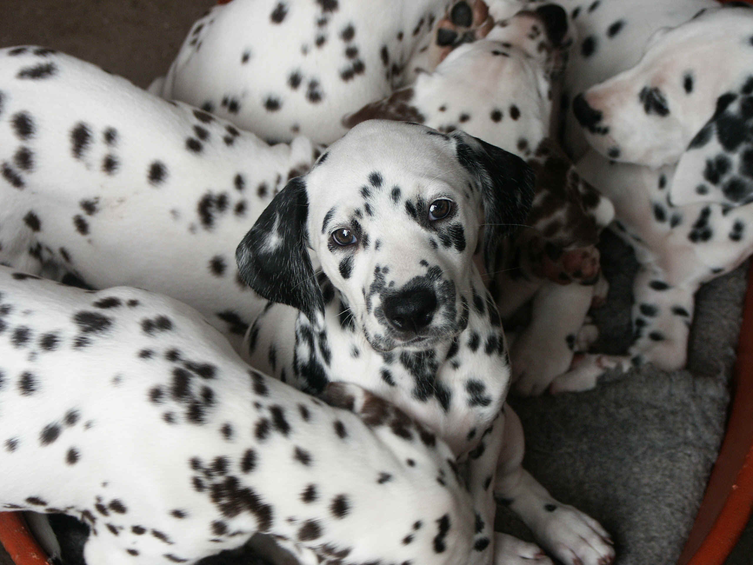 Foto: Frank Wiedenfeld