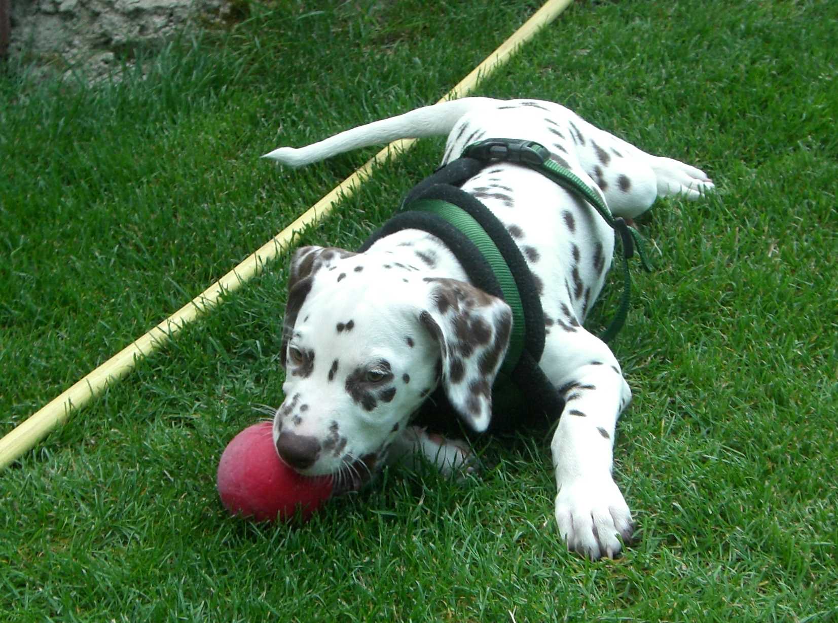 Dudley1.jpg (216482 Byte)
