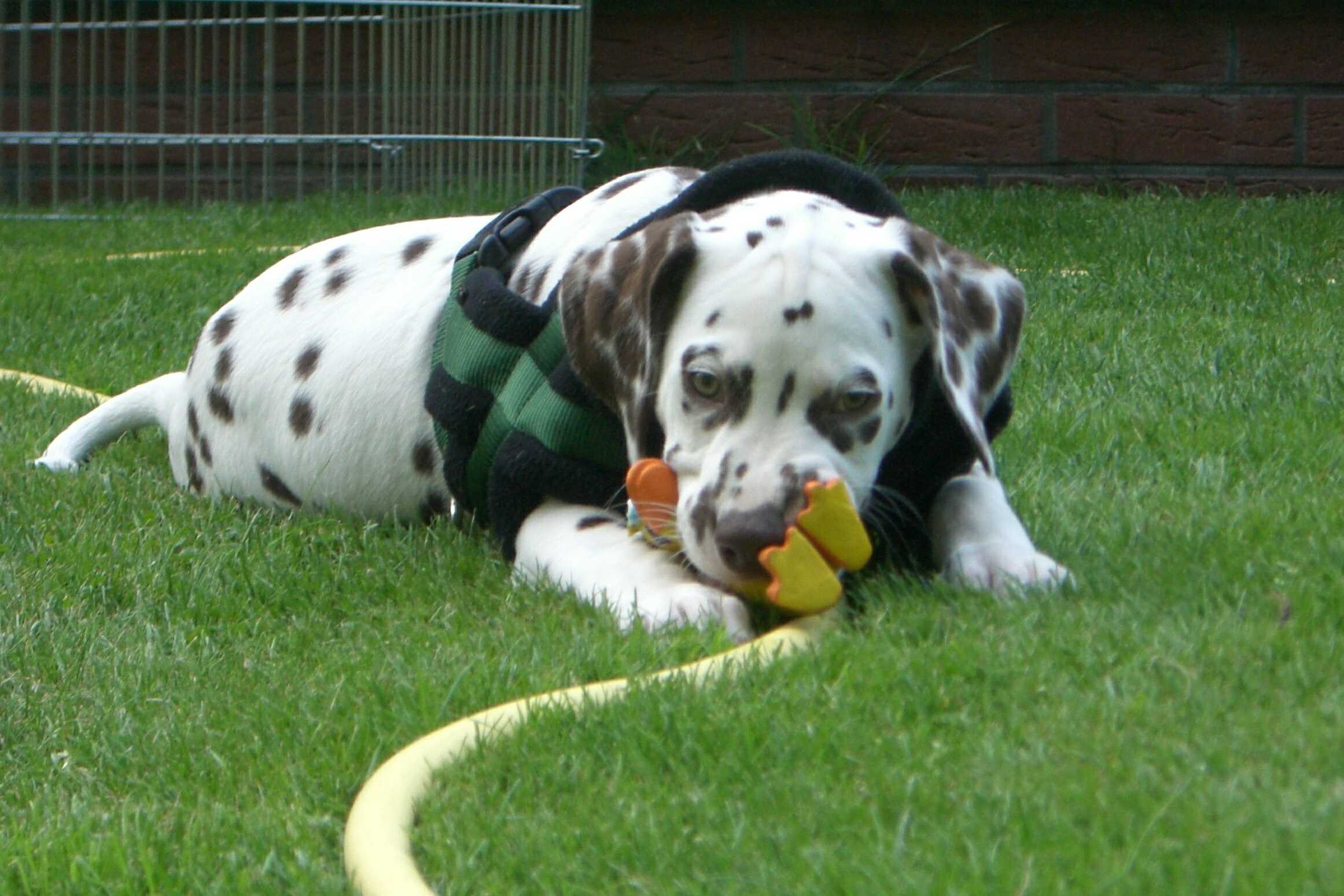 Dudley3.jpg (223947 Byte)