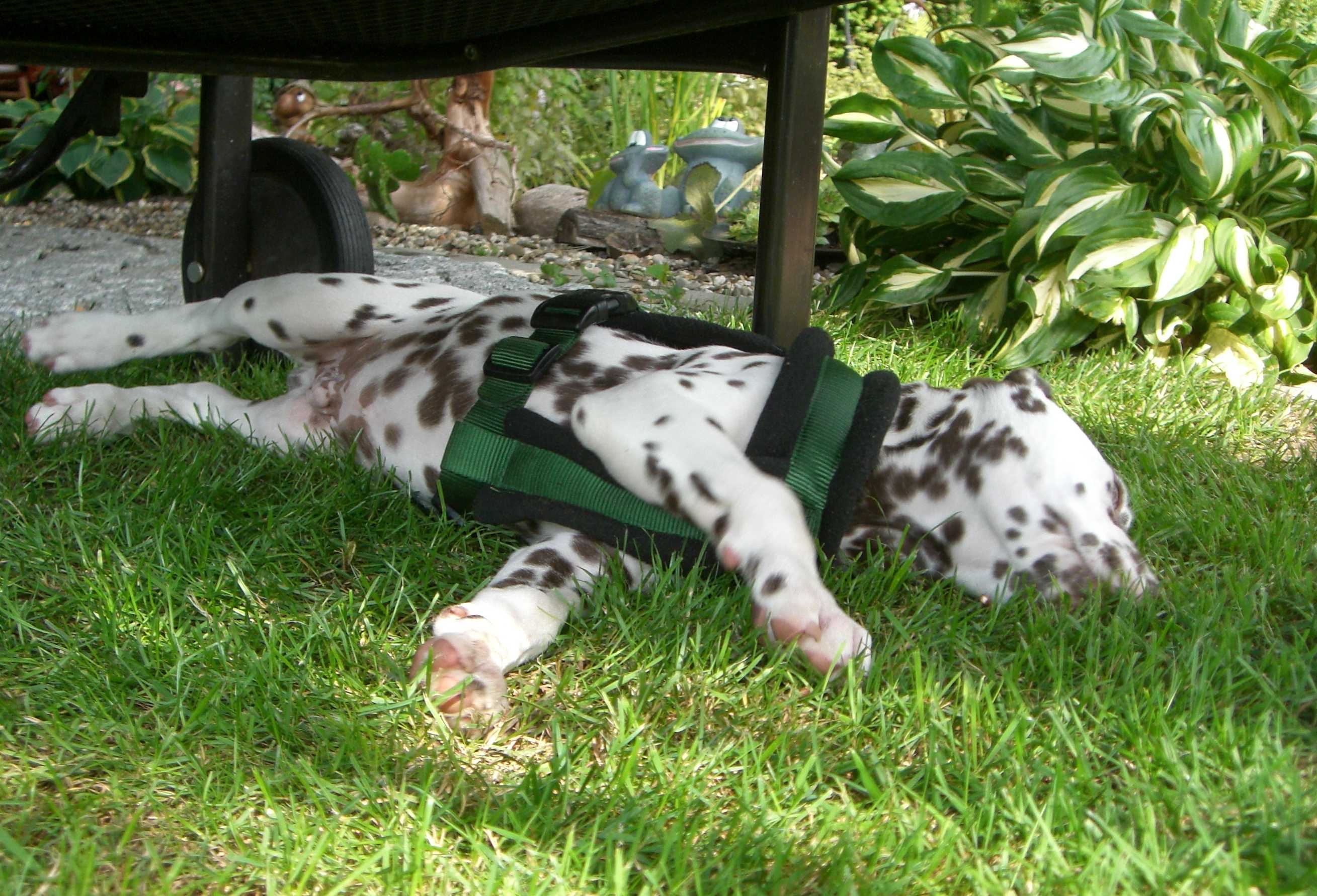Dudley5.jpg (457511 Byte)