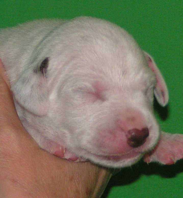 Dudley