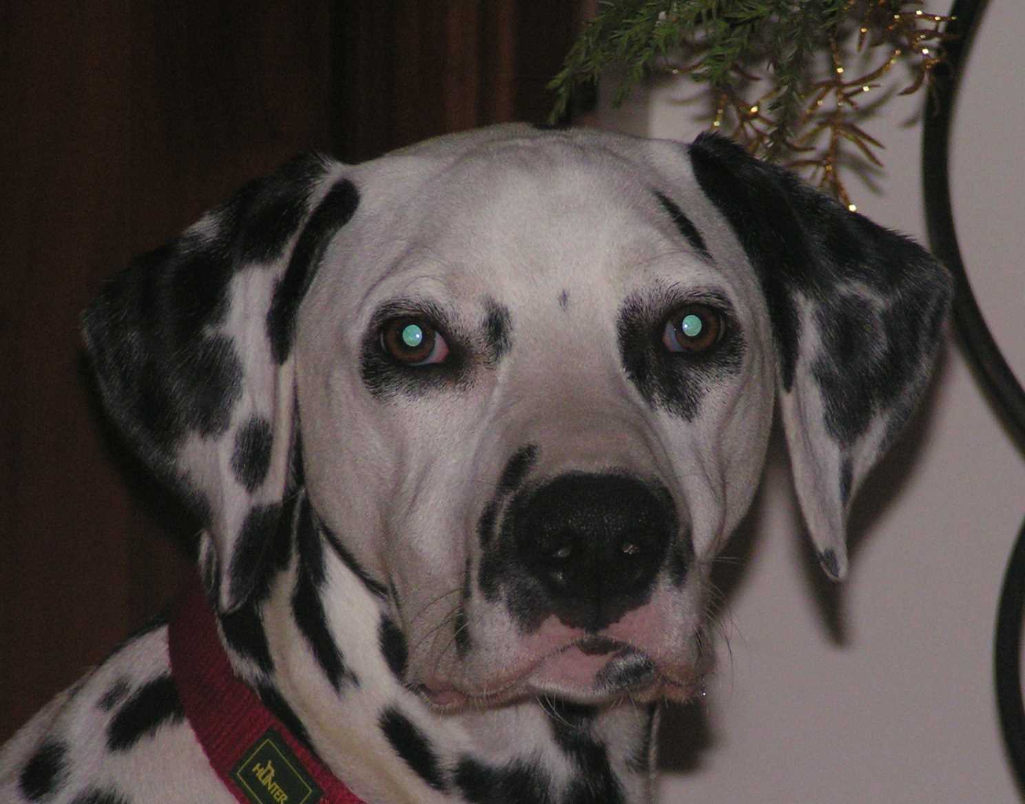 Kopfbild Duke