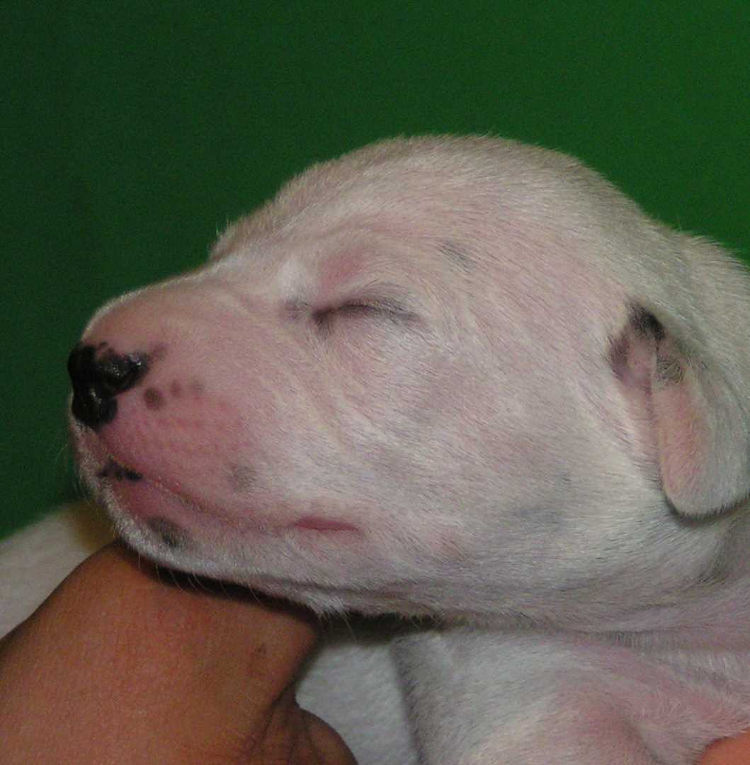 Duke