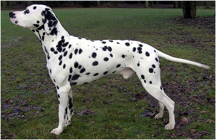 Duke_Standbild.jpg (62197 Byte)