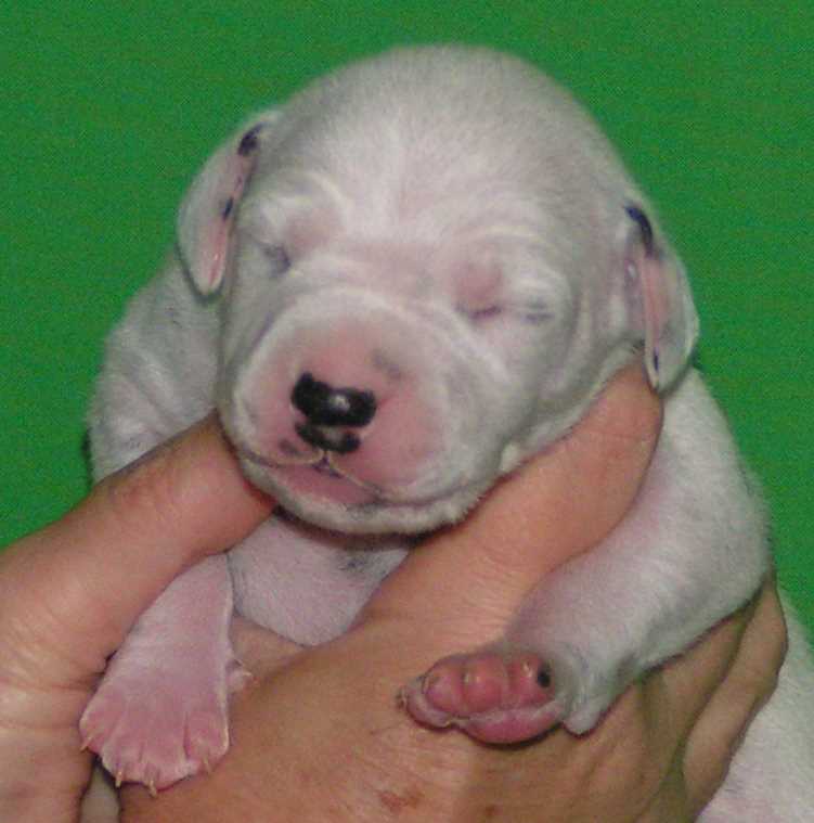 Duncan