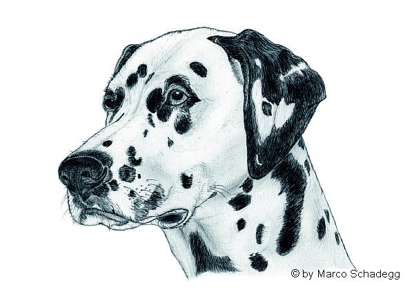 Hund_Nr1.jpg.jpg (44989 Byte)