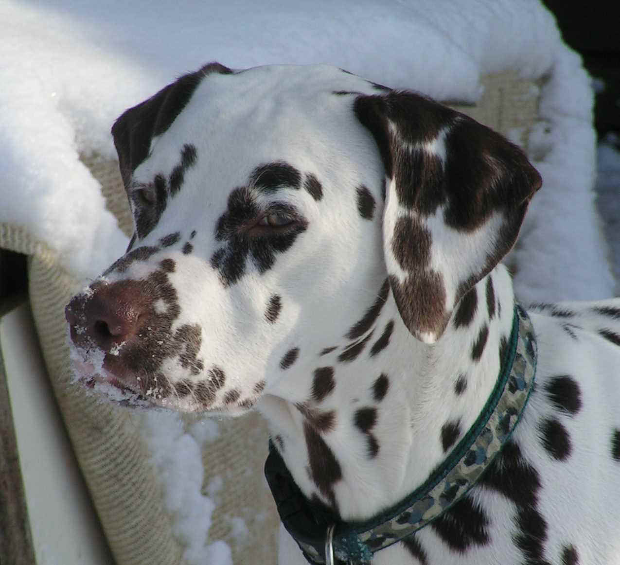Januar2010_10.jpg (137704 Byte)