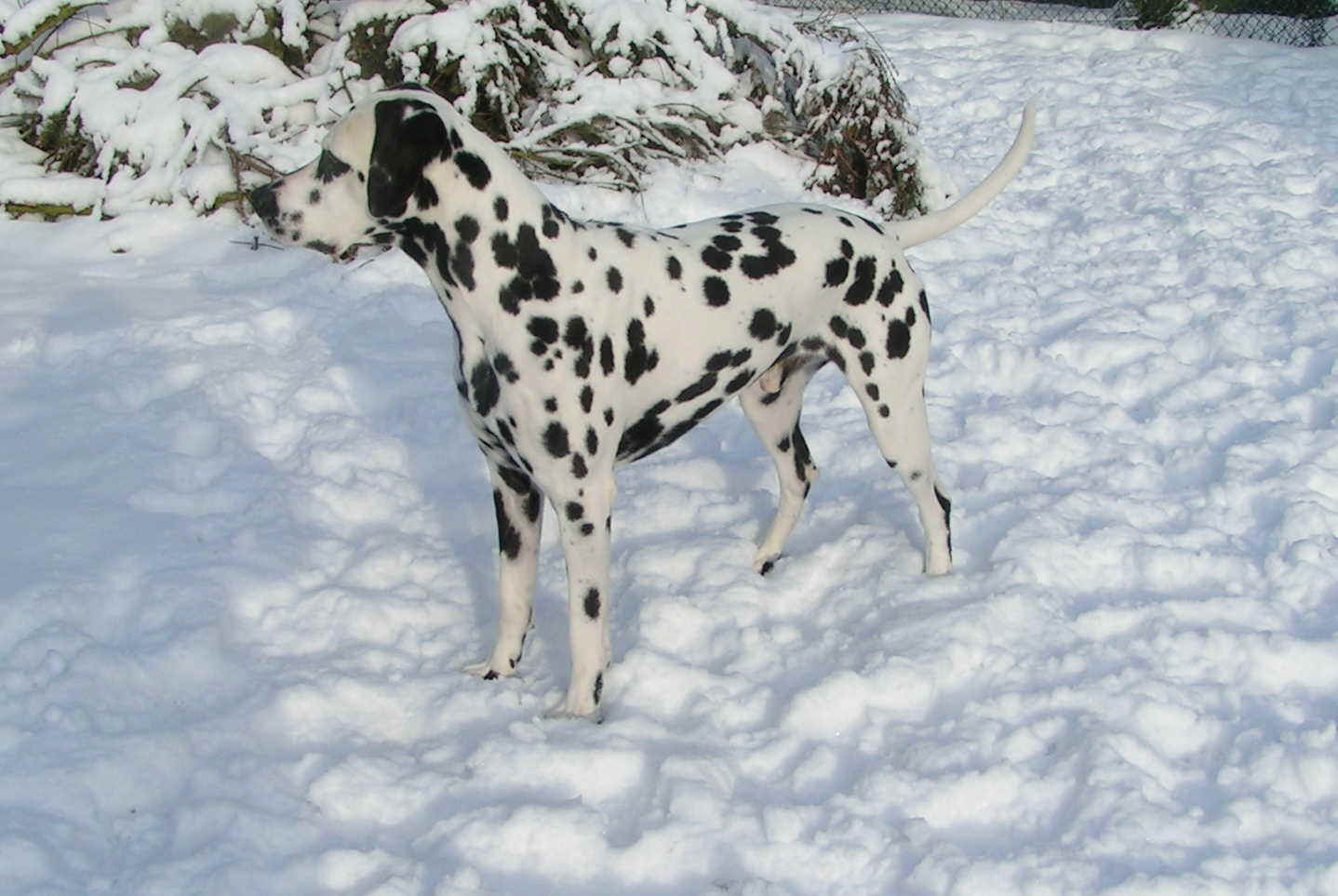 Januar2010_12.jpg (165997 Byte)