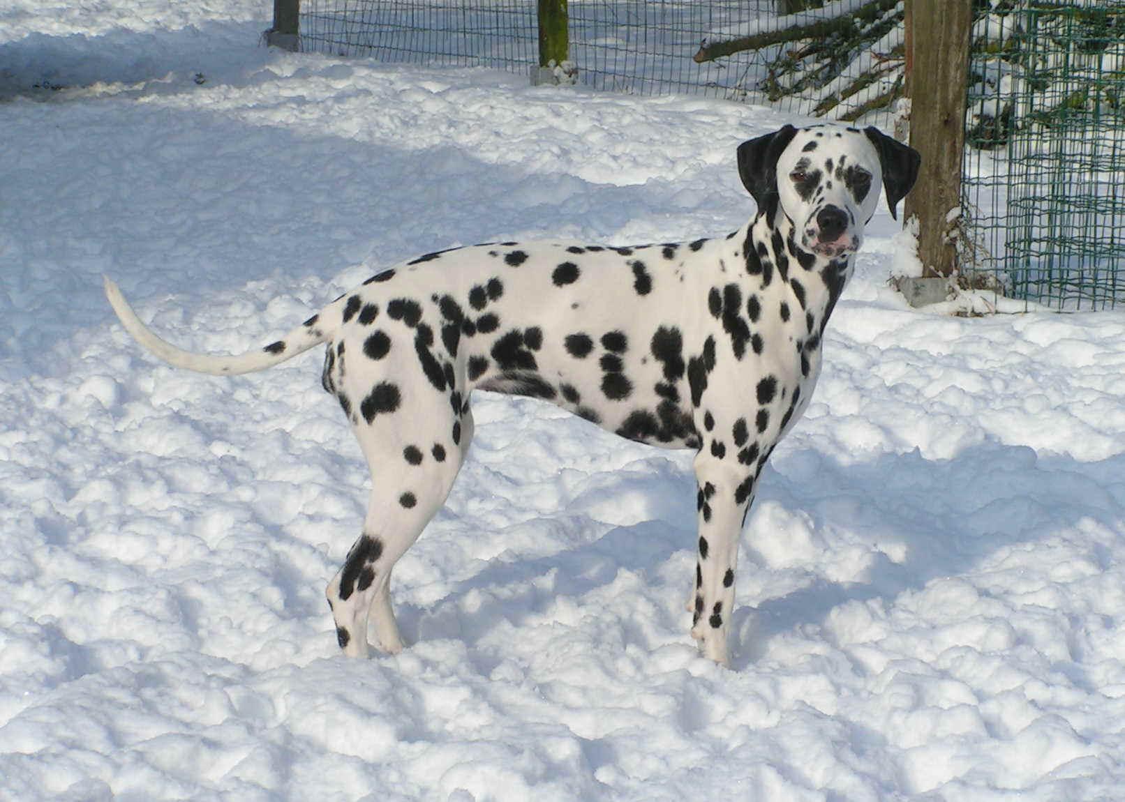 Januar2010_13.jpg (204270 Byte)