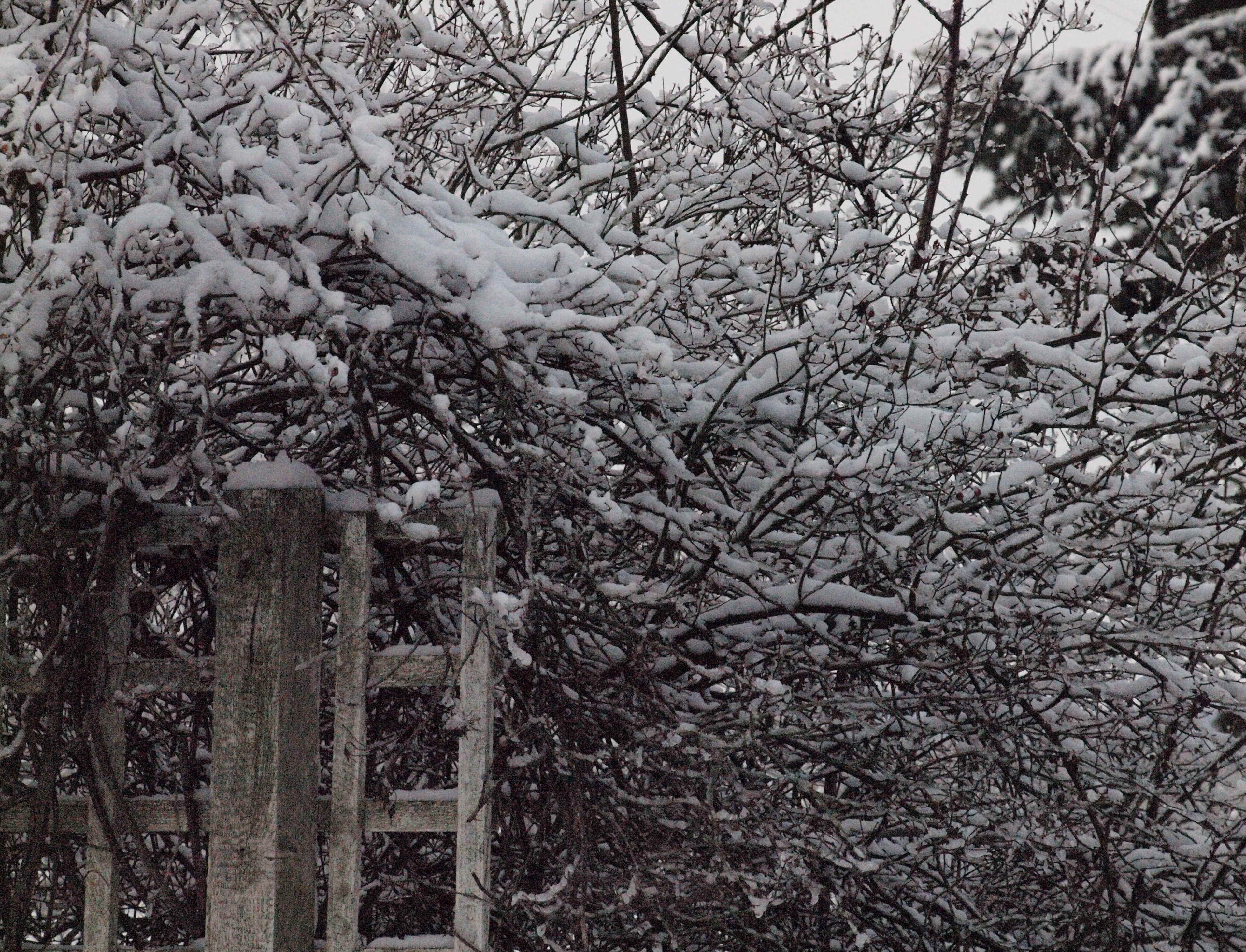 Januar2010_14.jpg (1490797 Byte)