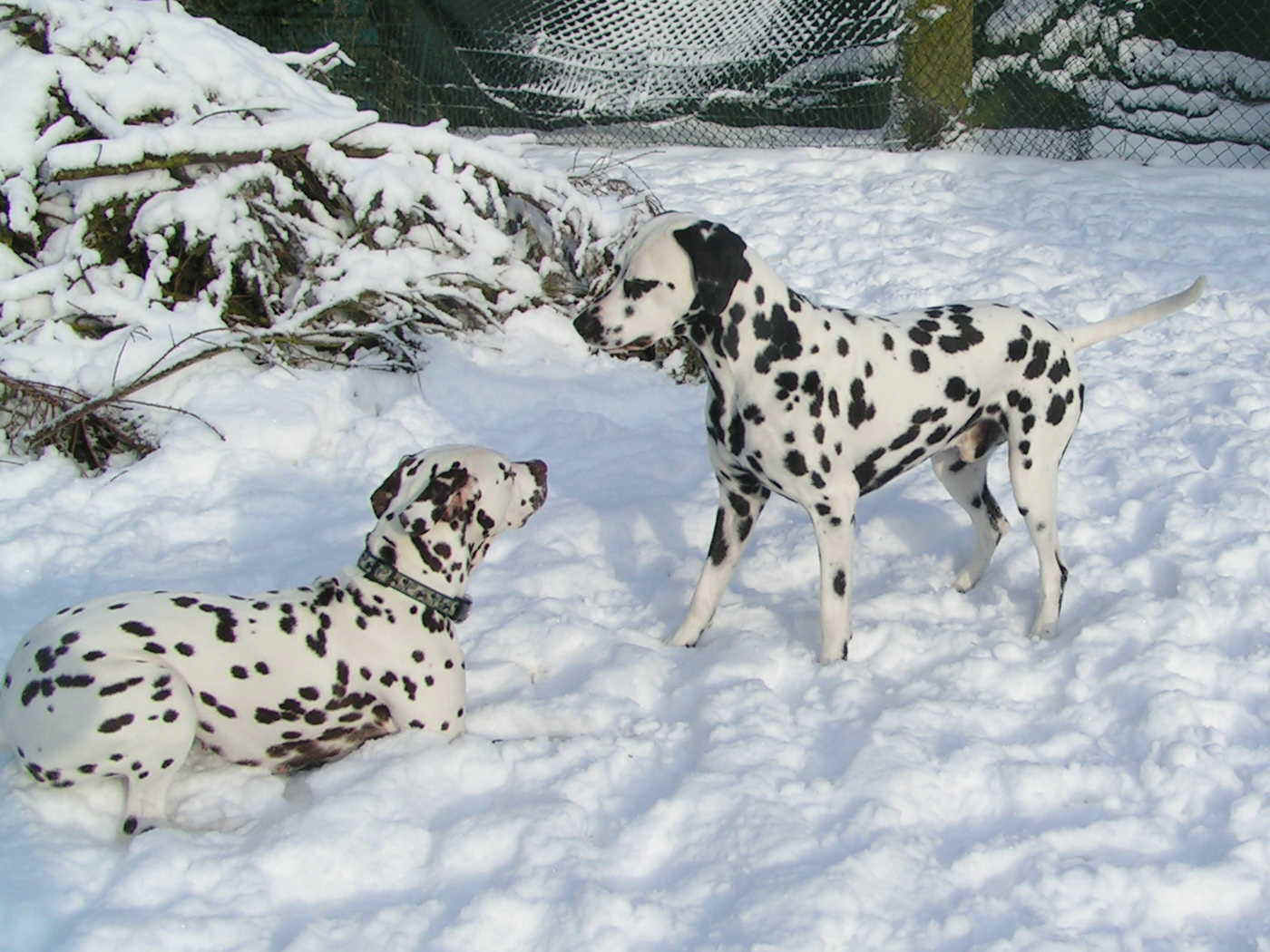 Januar2010_3.jpg (199188 Byte)