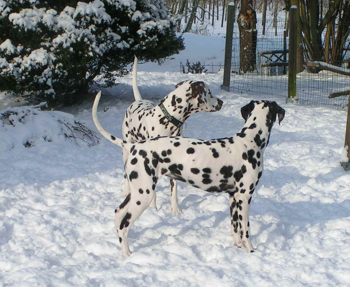 Januar2010_4.jpg (180717 Byte)