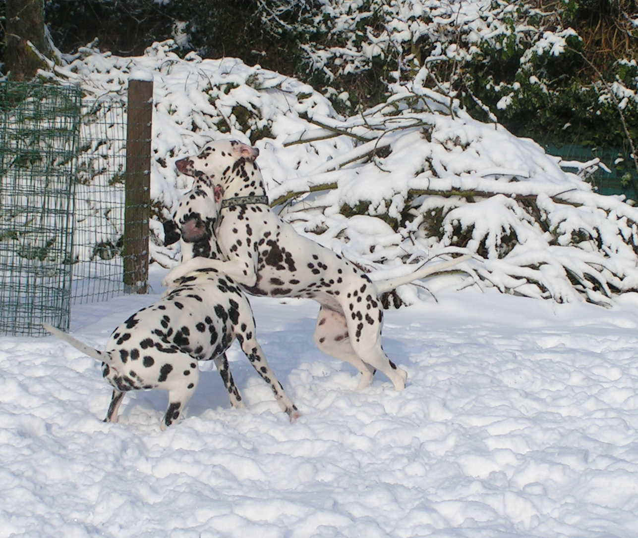 Januar2010_5.jpg (215787 Byte)