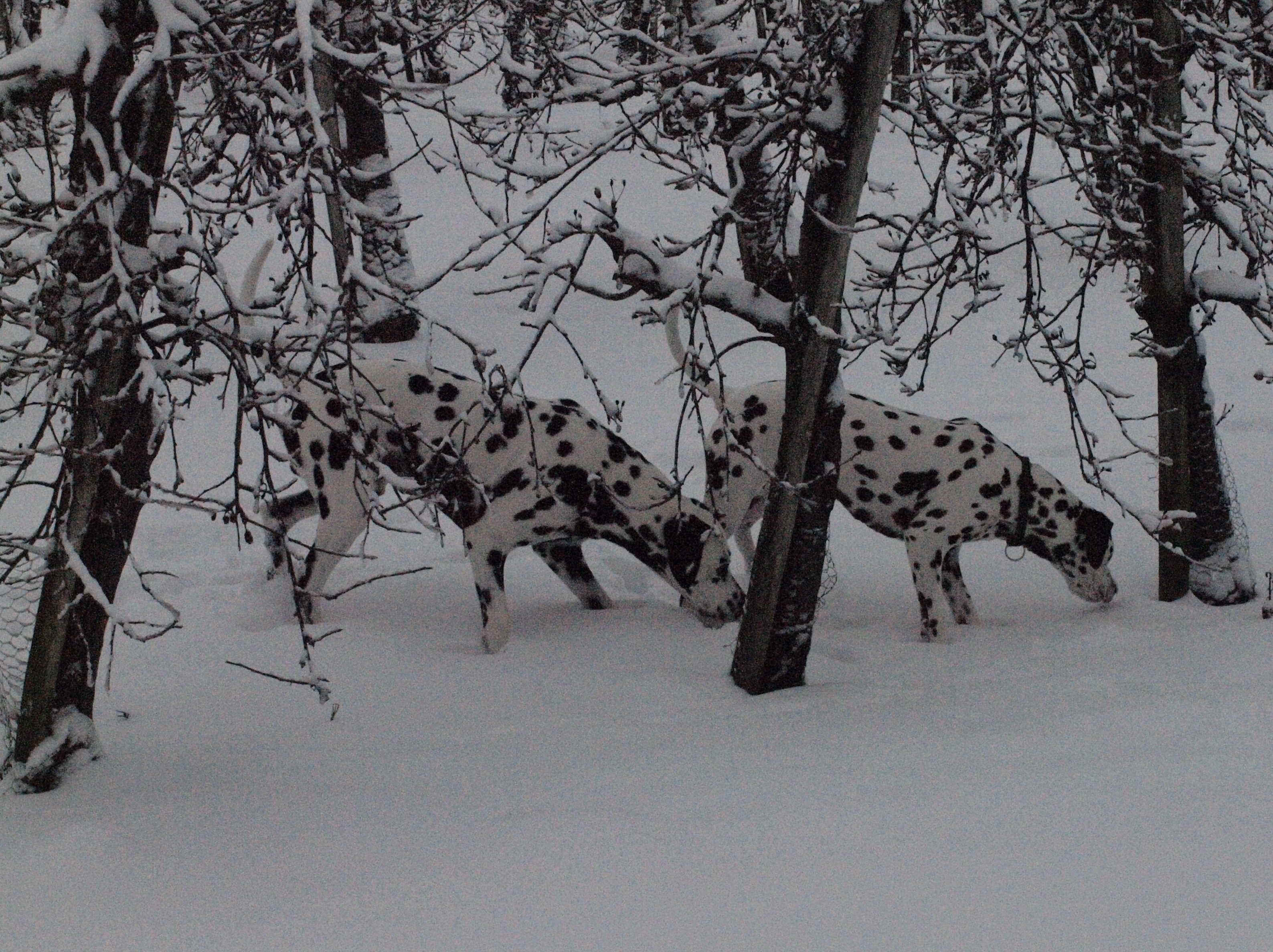 Januar2010_9.jpg (803295 Byte)