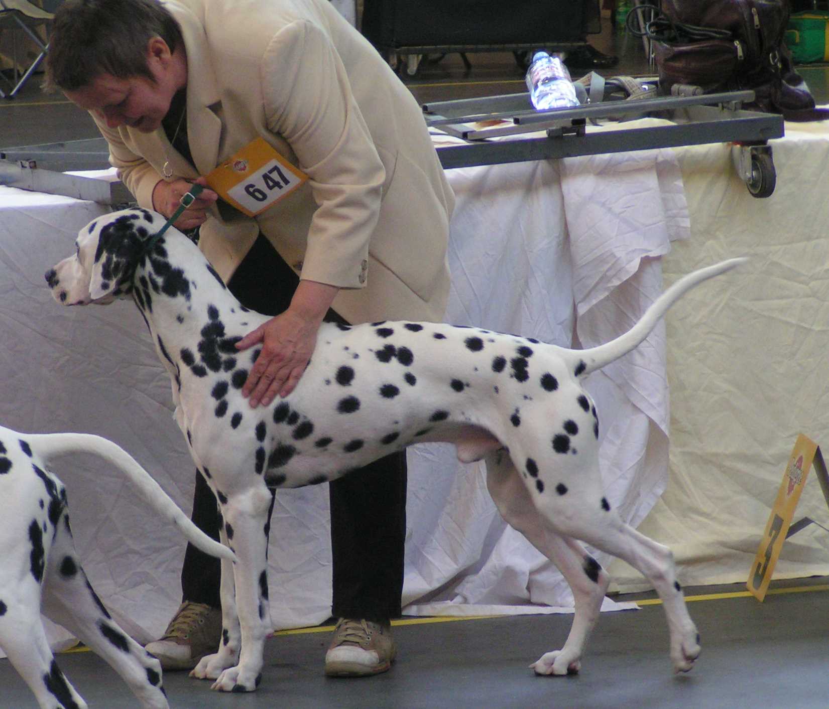 OLDB_Duke2.jpg (142014 Byte)
