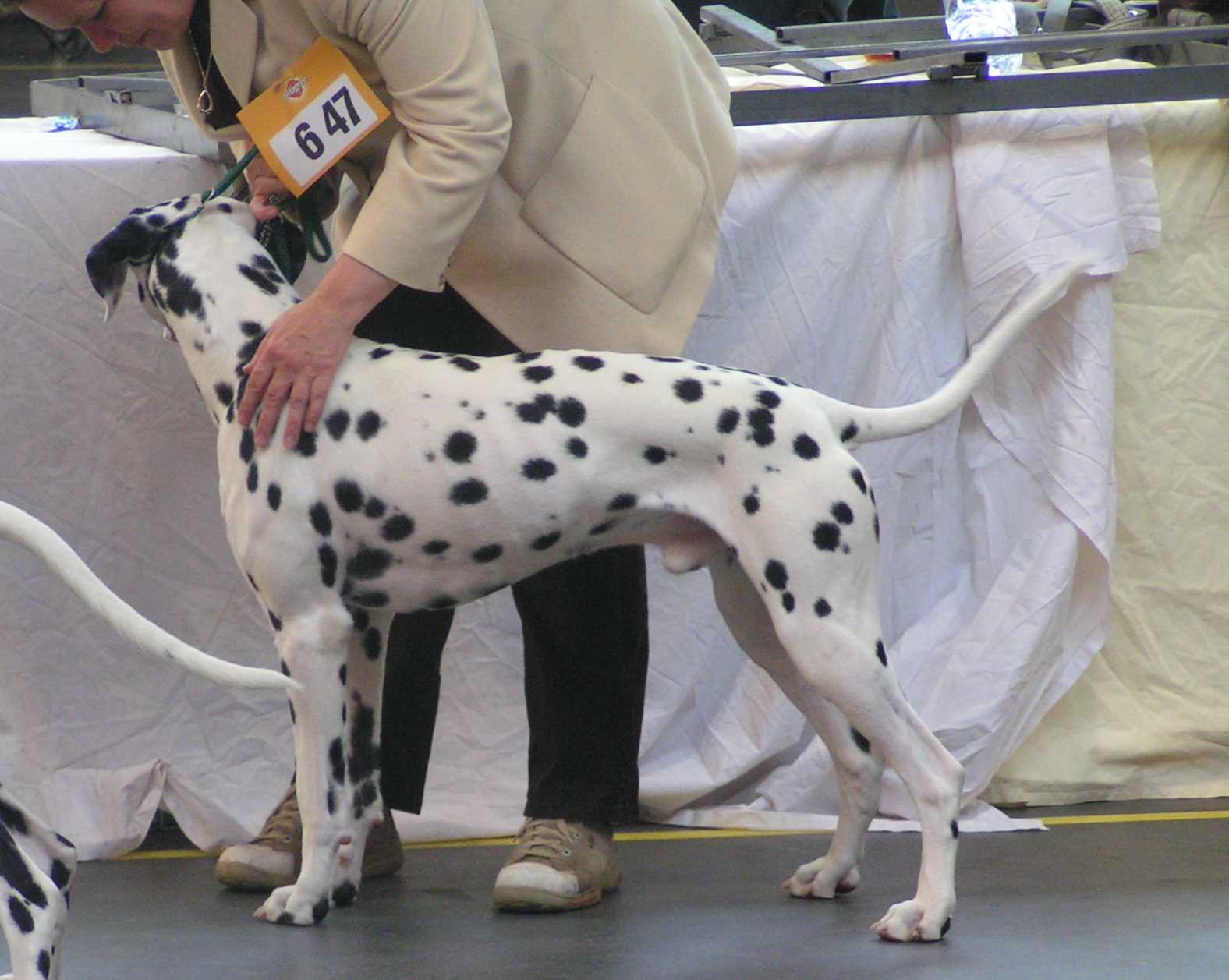 OLDB_Duke8.jpg (112520 Byte)