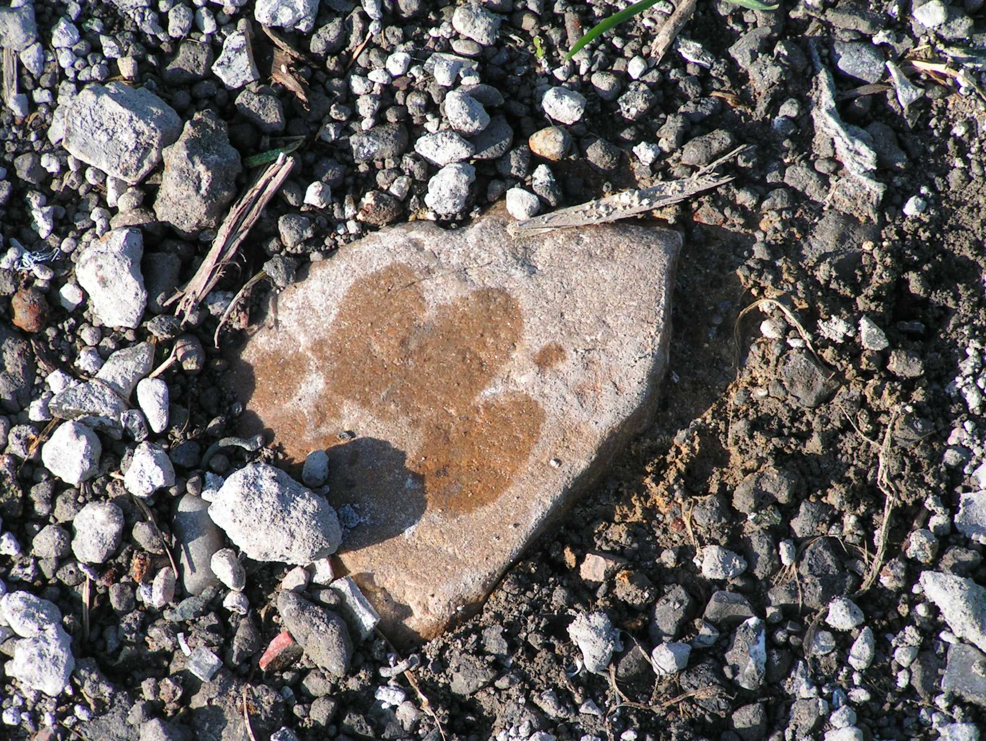 Pfotenabdruck.jpg (468745 Byte)