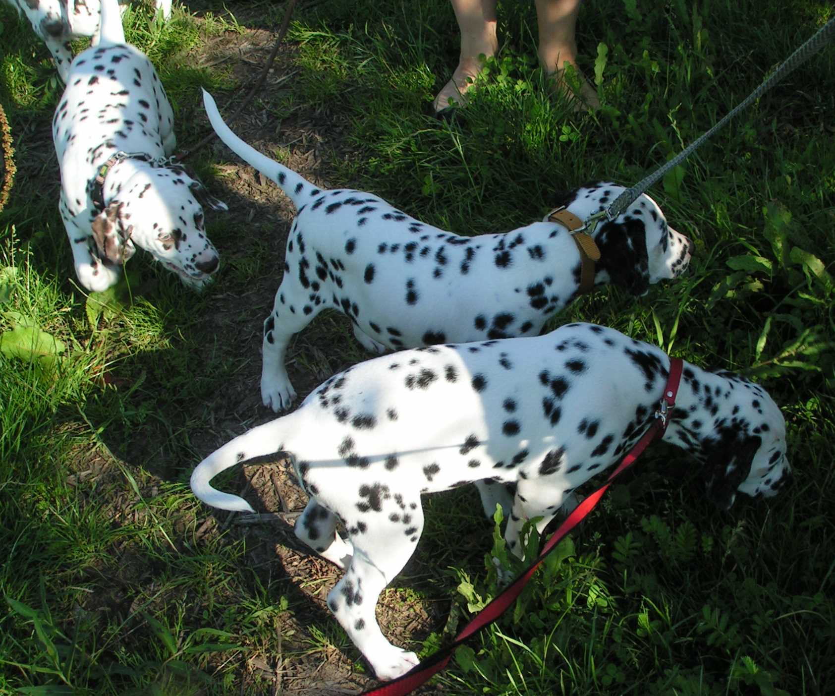 Spaziergang_Dawny2.jpg (242661 Byte)