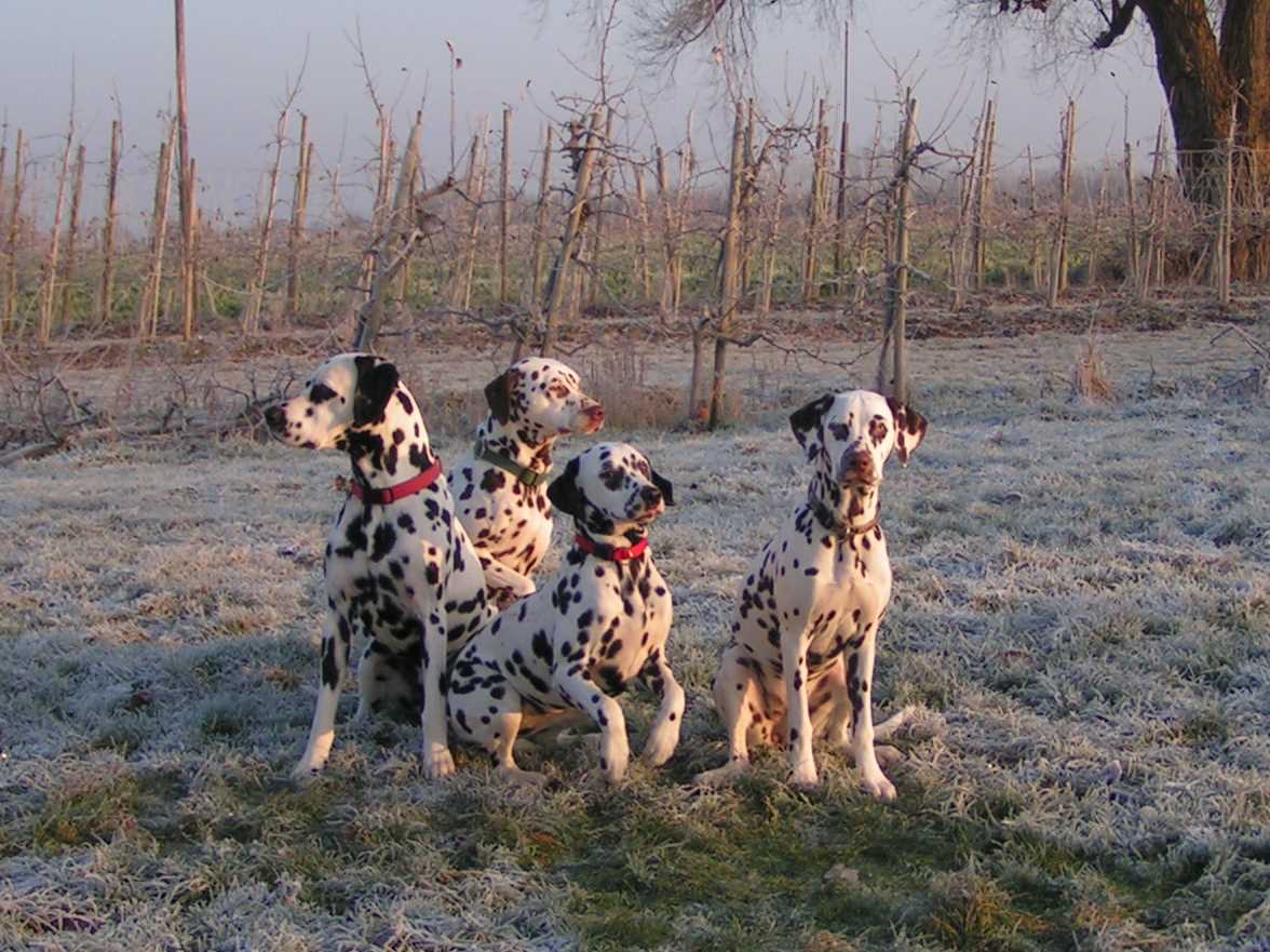Sylvester2008_1.jpg (131725 Byte)