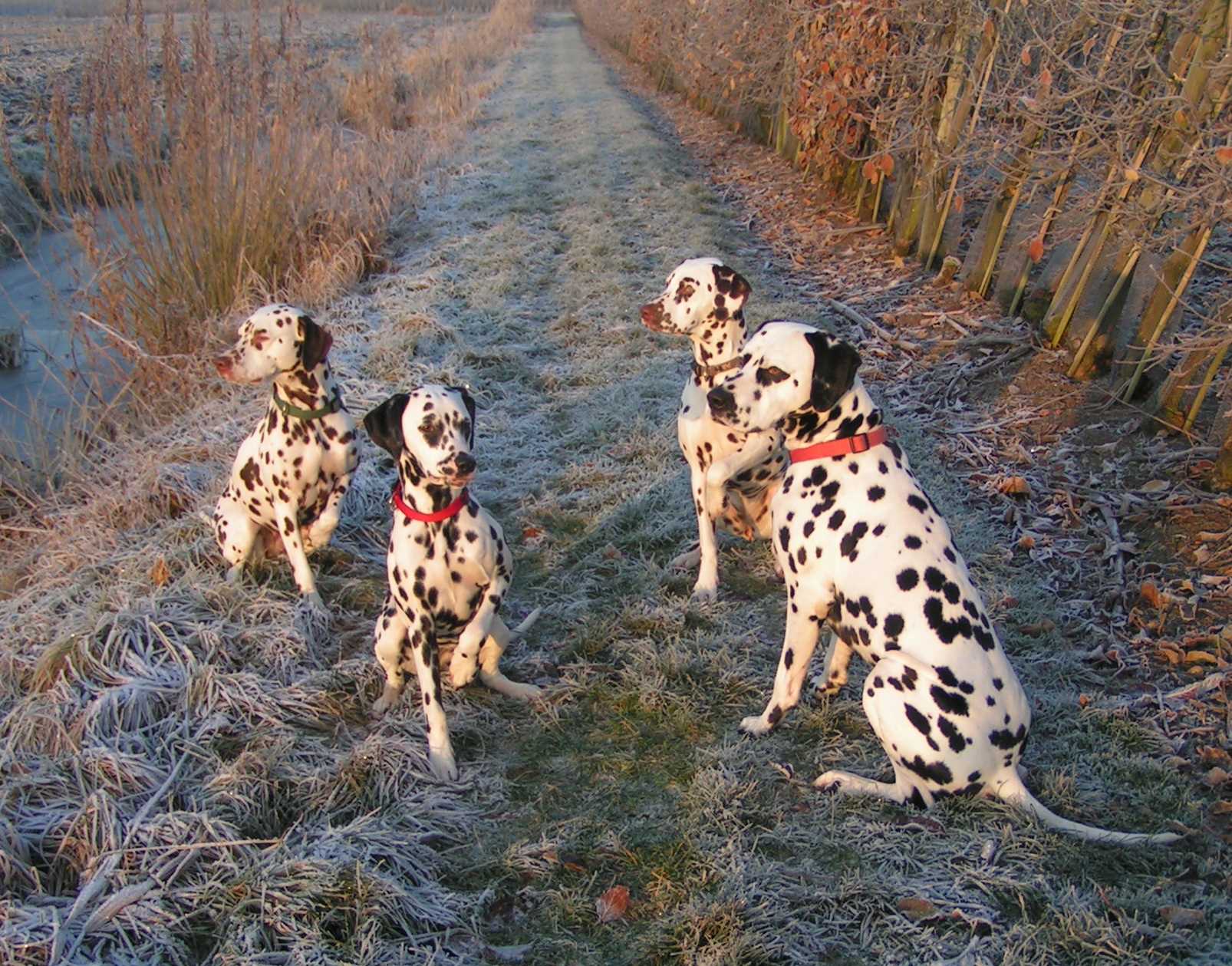 UnsereHunde24_12_08.jpg (284542 Byte)