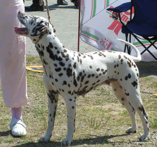 Polly Perkins de Puech Barrayre