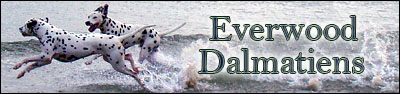 everwood2dbanner5b15d0.jpg (39383 Byte)